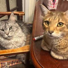 cat adoption