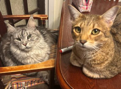 cat adoption