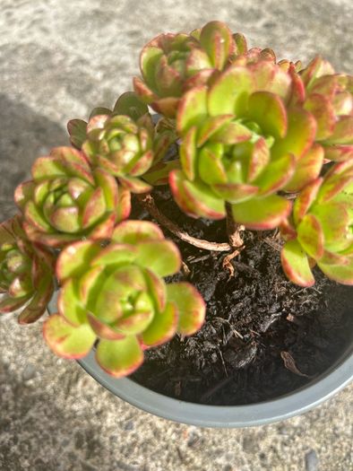 plant