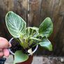 Philodendron "birkin" Image 3