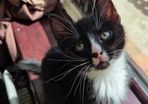 2 Male Kittens + All Accessories