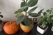 houseplant