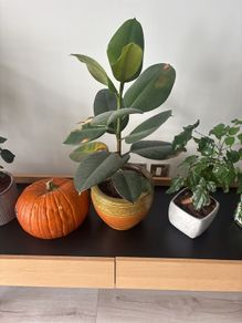 houseplant
