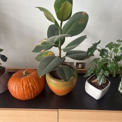 houseplant