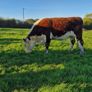 Pedigree Hereford Heifers and Bulls Image 6