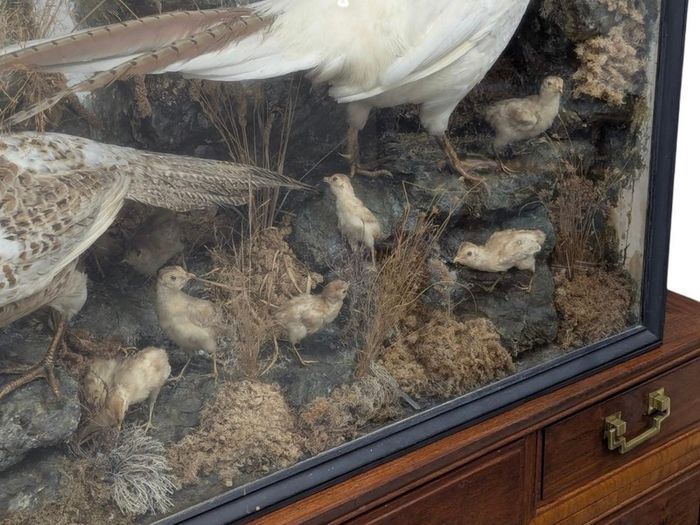 taxidermy pheasants and chicks