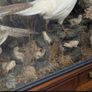 taxidermy pheasants and chicks Image 10