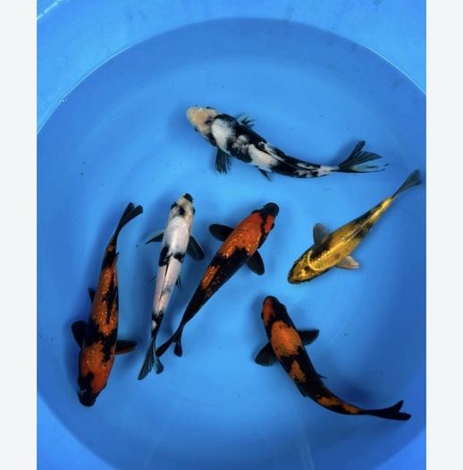 4 koi fish