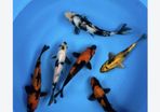 4 koi fish