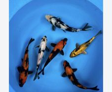 4 koi fish