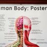 "Human Body: Posterior"  anatomical poster in wooden glazed frame  size 41x84cm Image 3