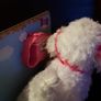 Fluffy Puppies Walking Poodle Image 2