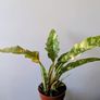 Philodendron Ring of Fire Plant Image 3