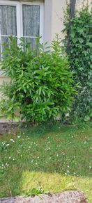 healthy mature bayleaf make me an offer