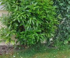 healthy mature bayleaf make me an offer