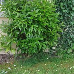 healthy mature bayleaf make me an offer
