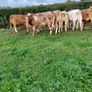 Livestock Image 3