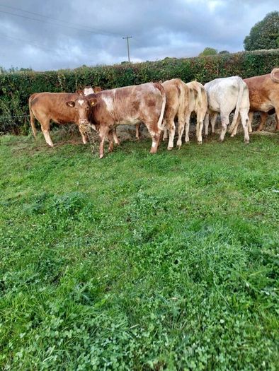 Livestock