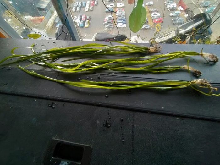 aquarium plants