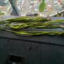 aquarium plants Image 3