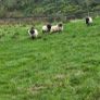Blackface rams Image 5