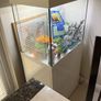 fish Image 5