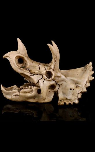 Skull Ornament Triceratops
