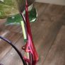 No.7 Philodendron Red Anderson Image 5