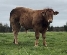 Purebred Limousine bull