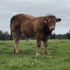 Purebred Limousine bull