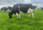 Milking cows