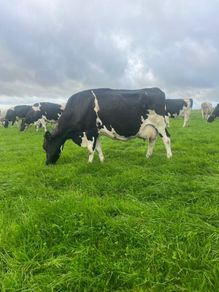 Milking cows