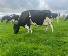 Milking cows