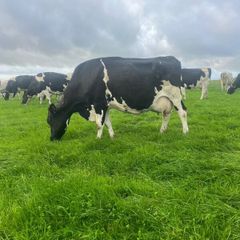Milking cows