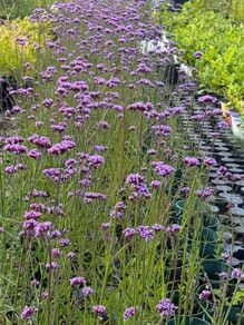 Verbena bonariensis