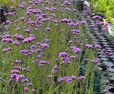 Verbena bonariensis