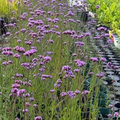 Verbena bonariensis