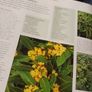 Essential plants for Every Garden Image 4