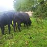 Organic  Aa. X  Heifers Drumboshambo Mart Sat.24 Image 9