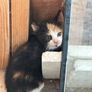 kittens Image 4