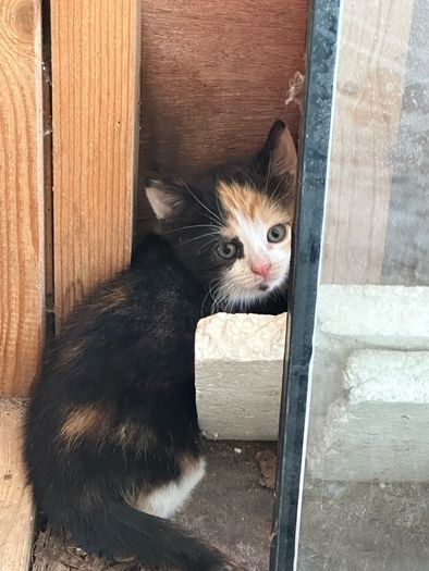 kittens