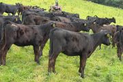 40 Super Aberdeen Angus Heifers