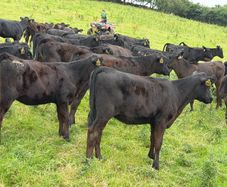 40 Super Aberdeen Angus Heifers