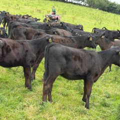 40 Super Aberdeen Angus Heifers