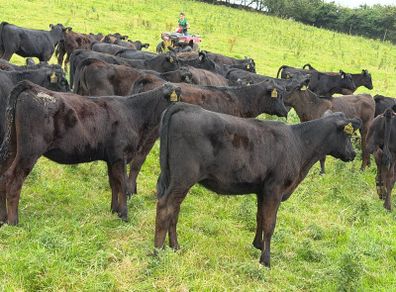 40 Super Aberdeen Angus Heifers