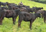 40 Super Aberdeen Angus Heifers