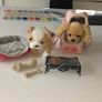 Puppy teddies (our generation) Image 4