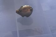 Brass pig
