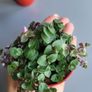 Cute little house plants. 5euro Image 7