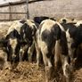 20 smashing blue bull Weanlings Image 9